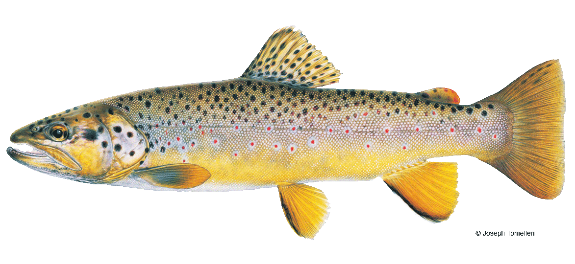 Brown Trout Vermont Fish & Wildlife Department